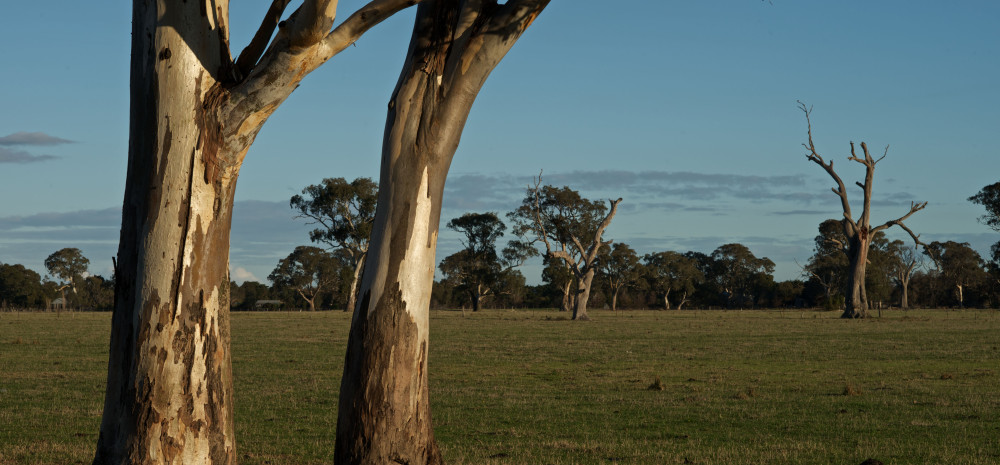 Trees in the green wedge