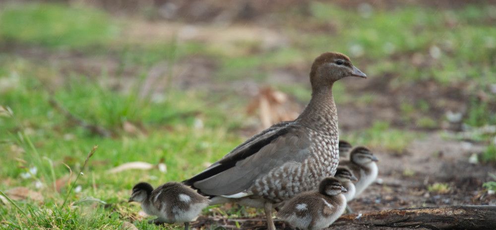 Australian Wood Duck with chicks