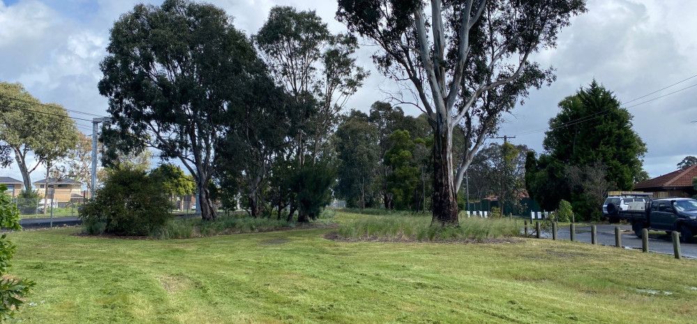 freshly mown grass in a park