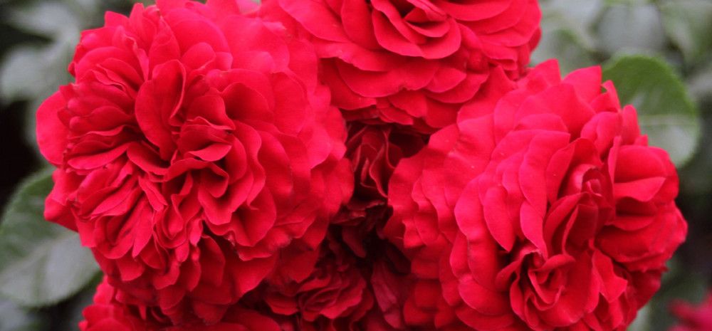 Red flowers