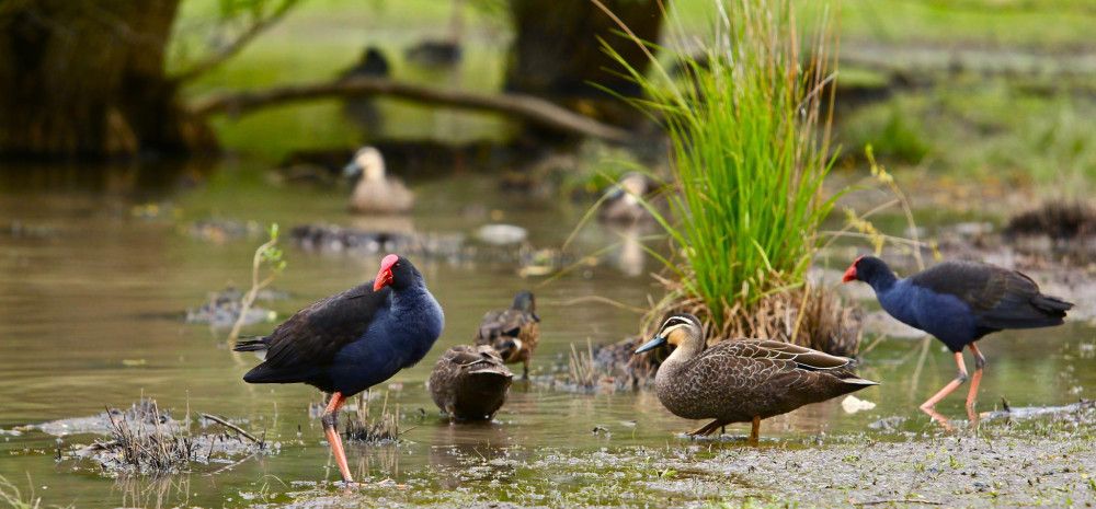 Birds gather in Greater Dandenong wetlands