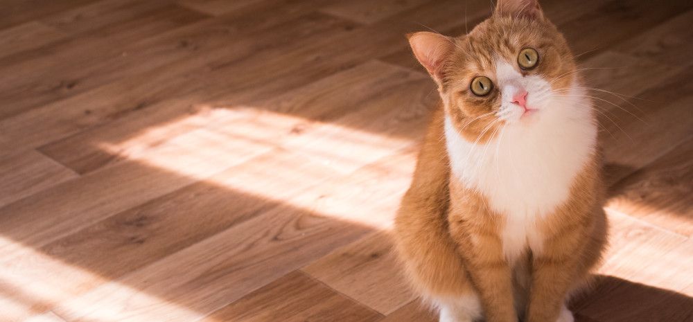 image of ginger cat looking up on floorboards