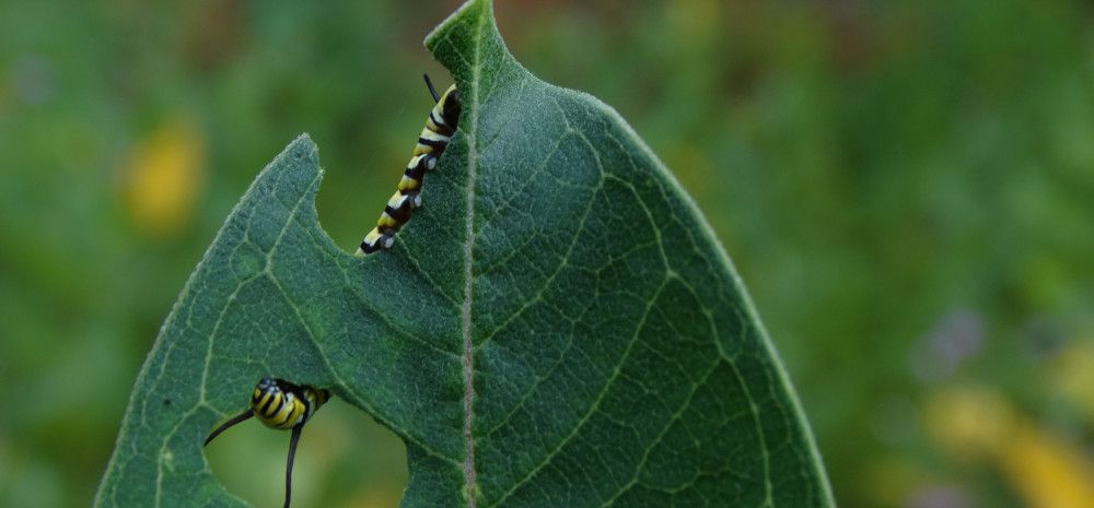 A close of an eaten leaf with a caterpillar 