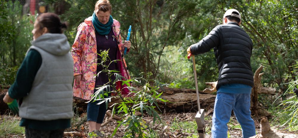 people planting shrubs