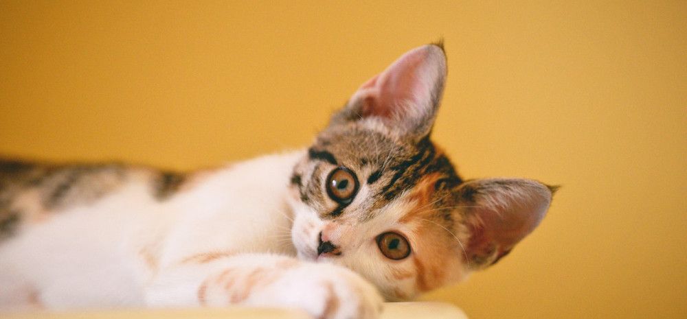 Cat reclining indoors