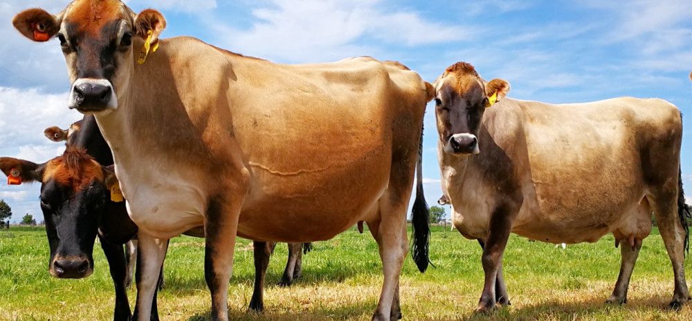 Cows