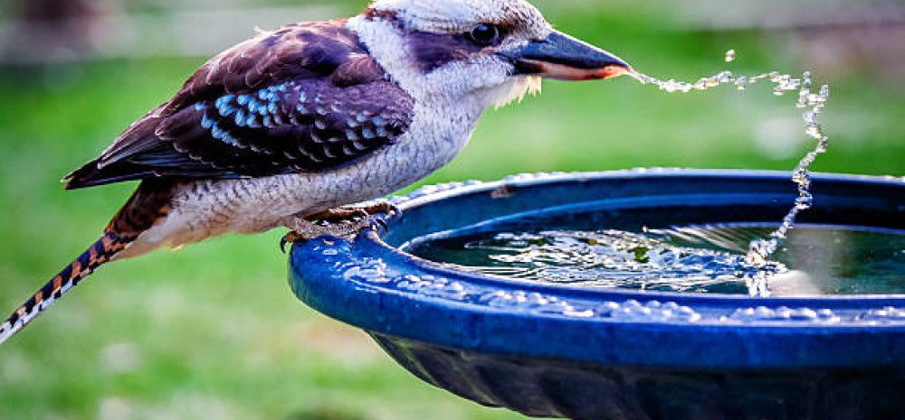 kookaburra drinking in a bird bath