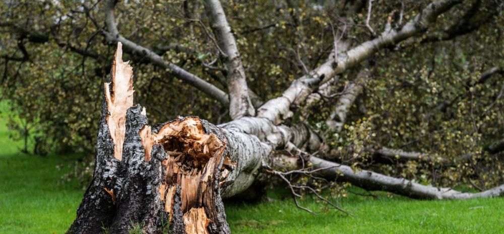 tree fallen down