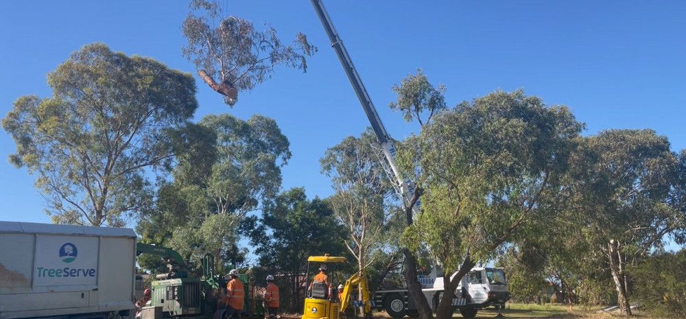 a crane in a park lifting a tree