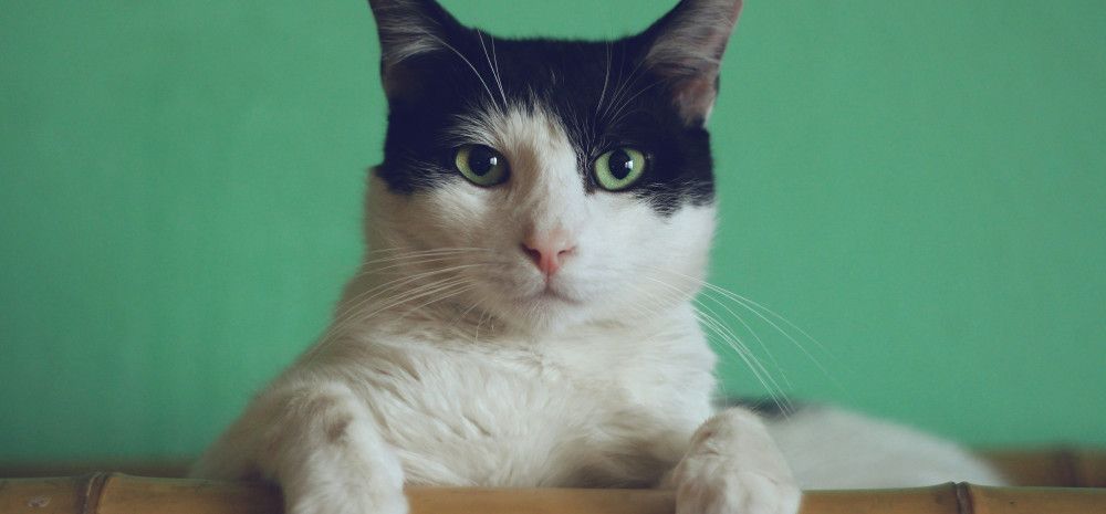 Black and white cat leaning over the back of a couch