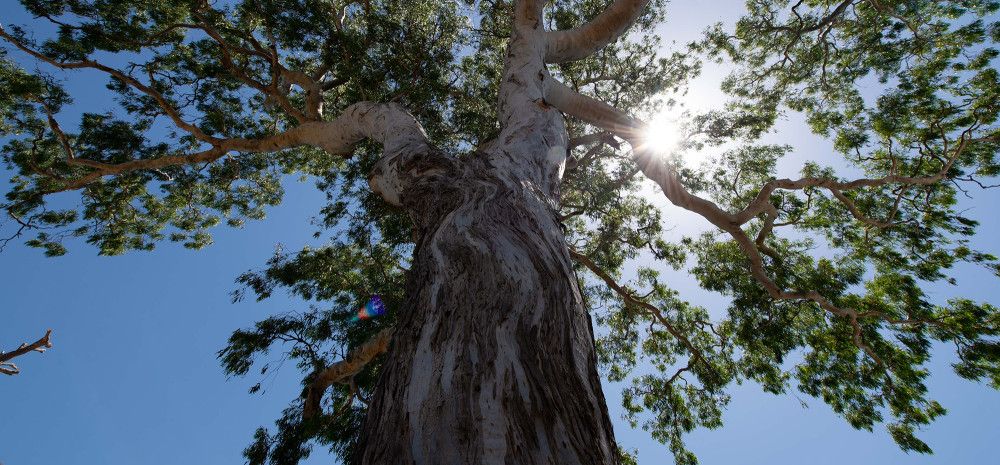 Looking up at a large gum tree from the ground.