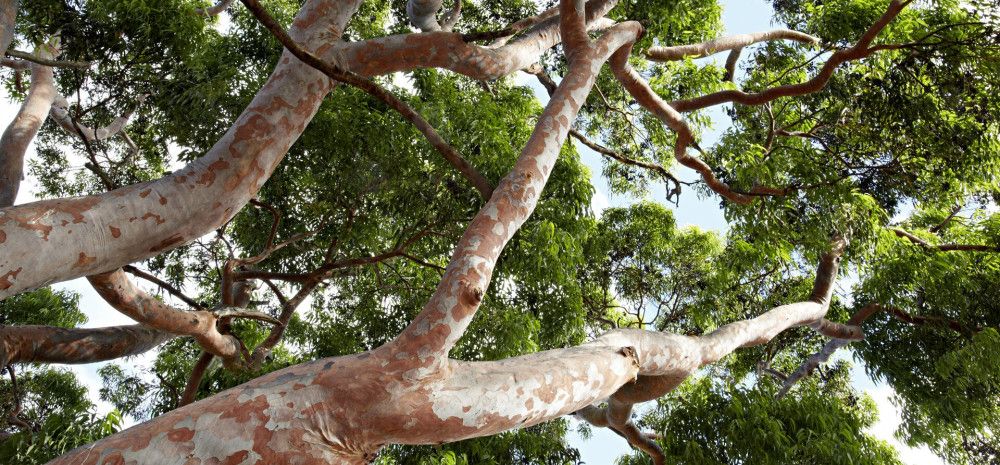 An upclose images of a gum tree canopy 