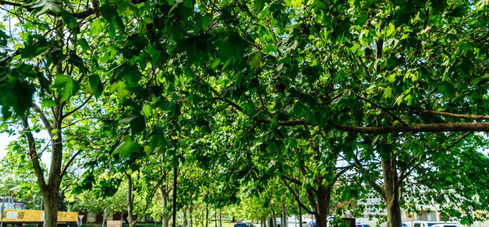 trees