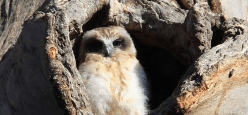 Boobook owl
