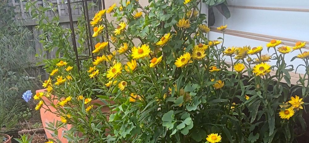 Yellow daisies blooming in terracotta pots beside a wall.