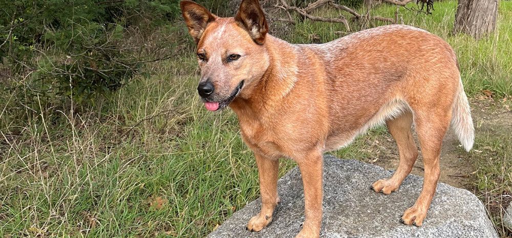A red dog