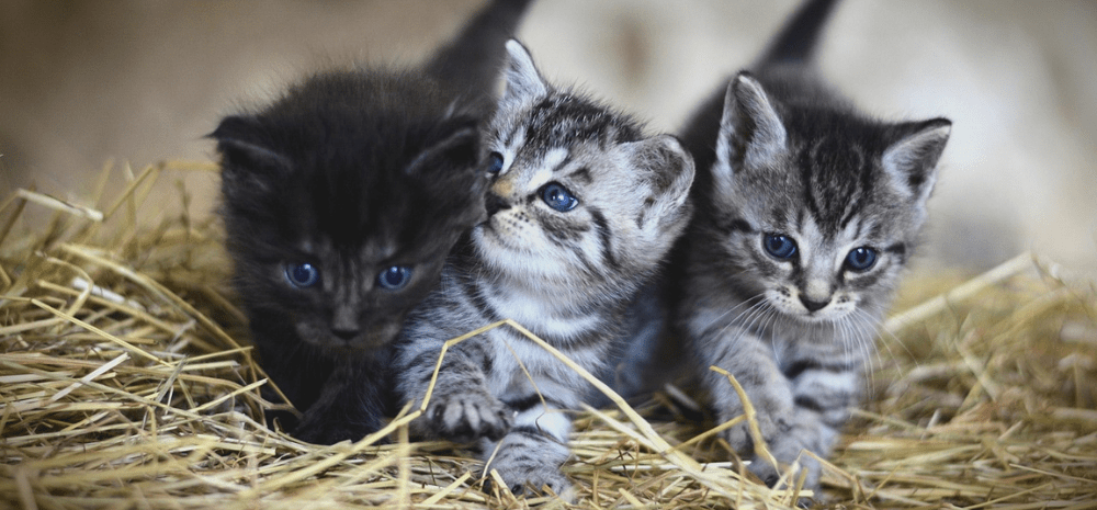 Three kittens lying in hay