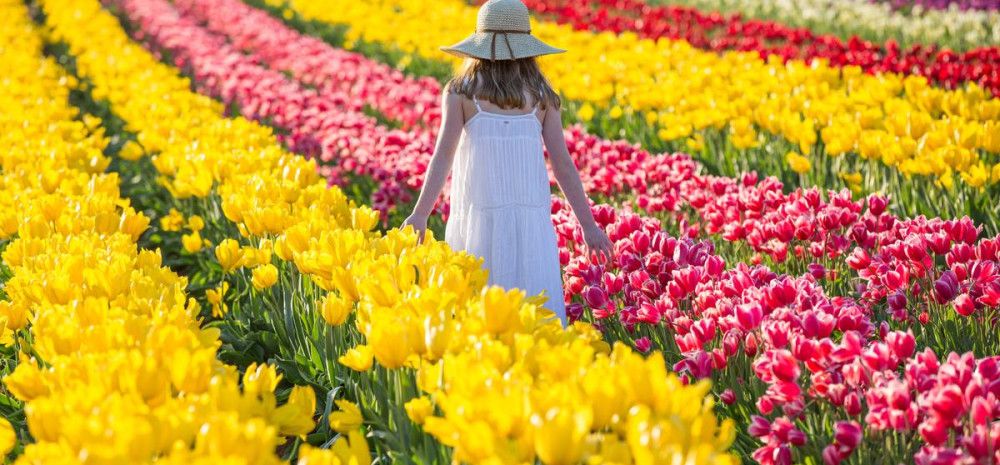 Field of Tulips with a lady walking in between the rows 