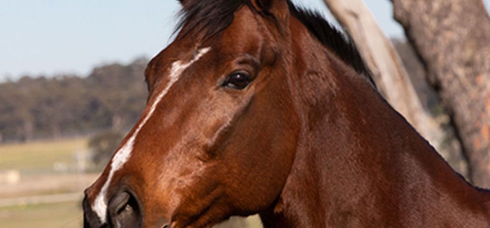 Horse's Head