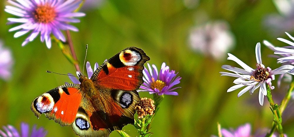 A butterfly on a flower