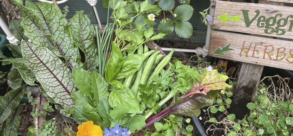 Vegetable garden