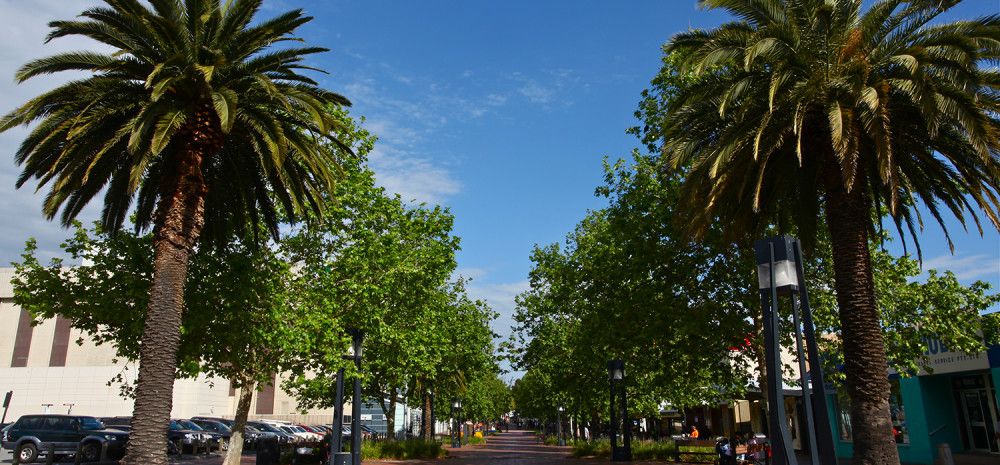 Palm trees in Palm Plaza