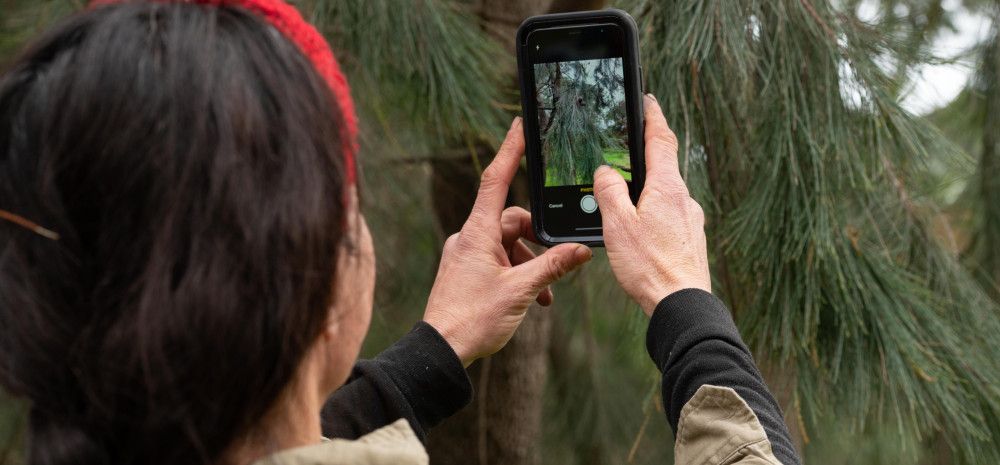 Person taking a photo of a plant