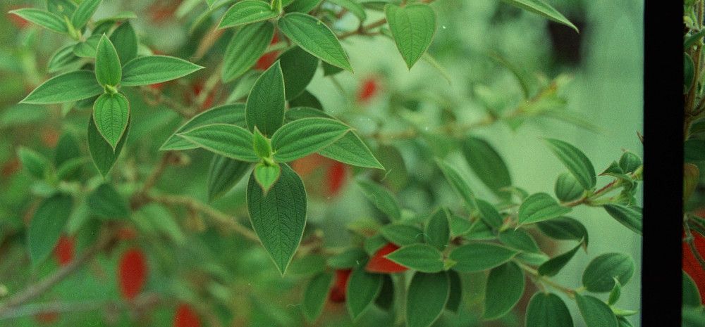 Red and green leaves on a tree