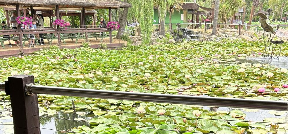 A pond with water lilies