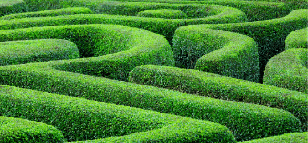 Maze of hedges
