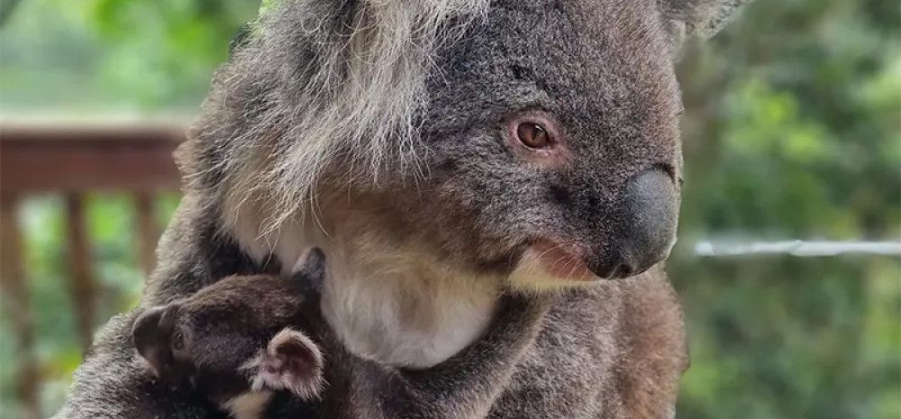 Koalas