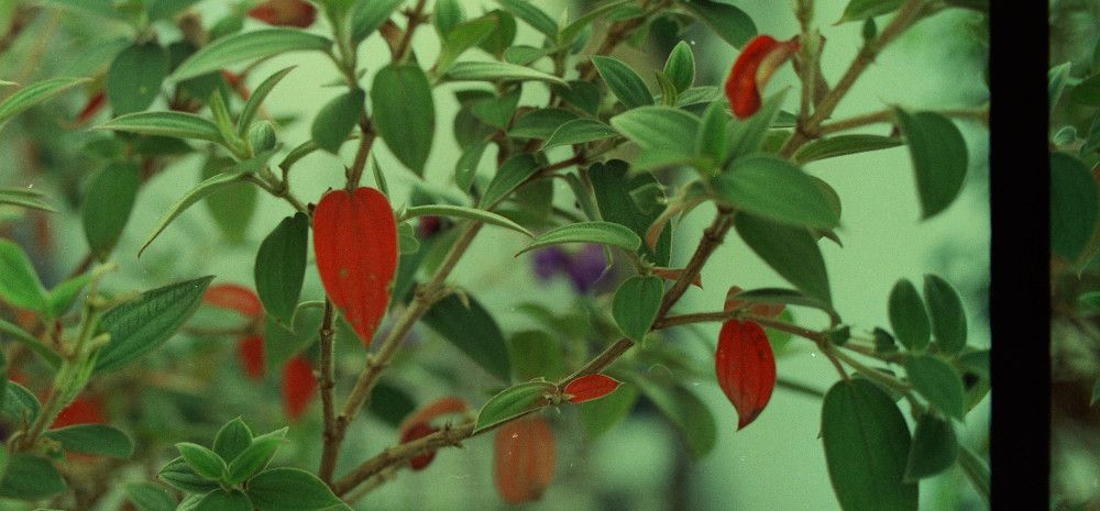 Red and green leaves on a tree