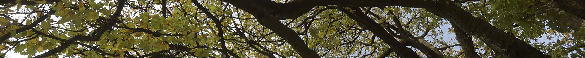 Dandenong Park Tree