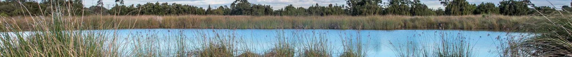 Dandenong Wetlands