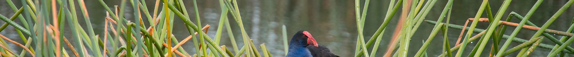 bird sitting in reeds