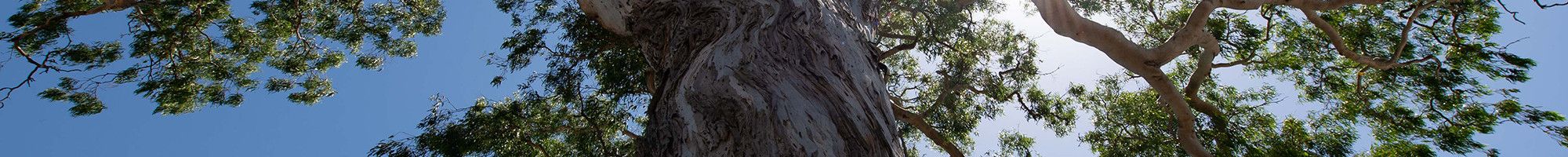 large tree looking up