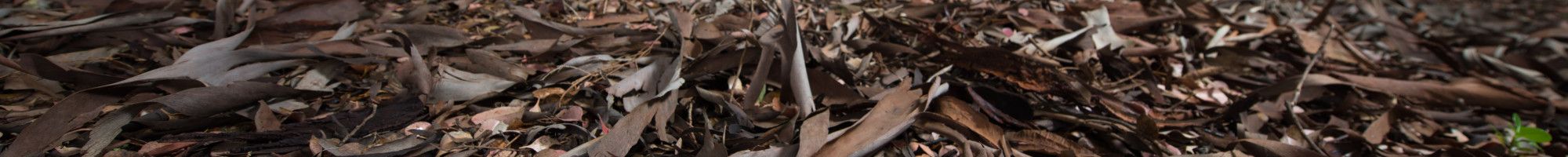 dry leaves
