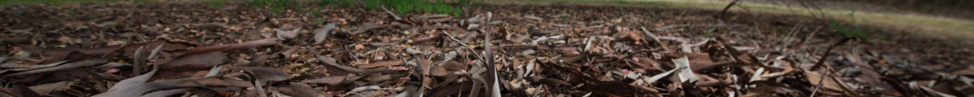 dry leaves