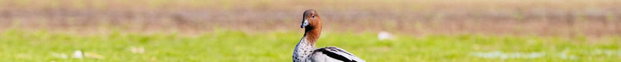 Duck on a sports field