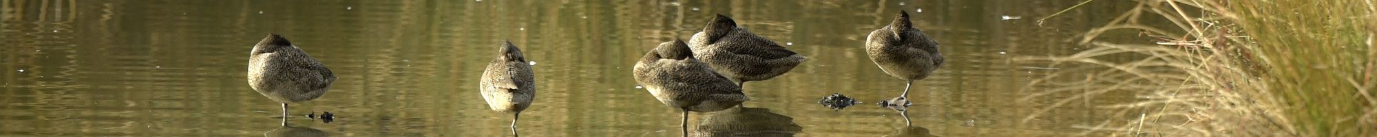 ducks in a local wetland