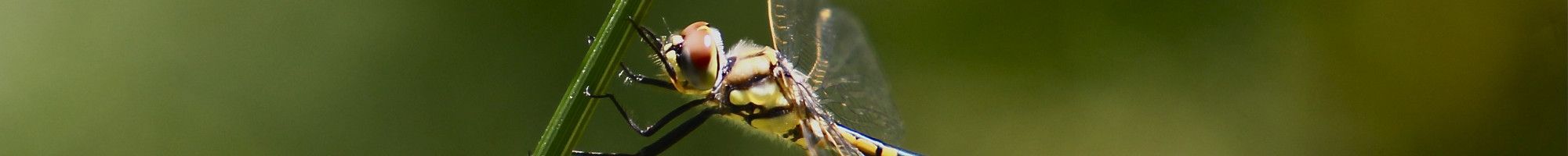 Firefly on a blade of grass