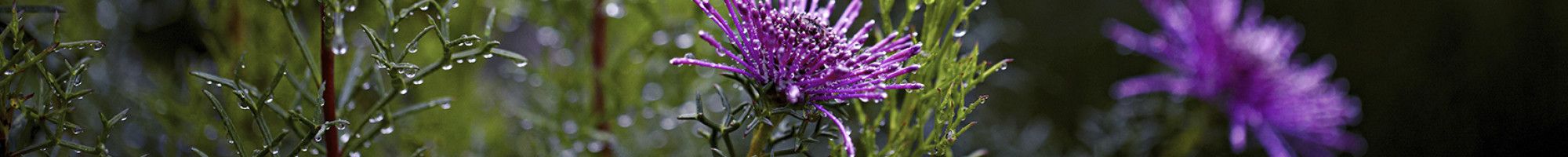 Purple flowers with rain drops at Roth Hetherington Botanical Gardens