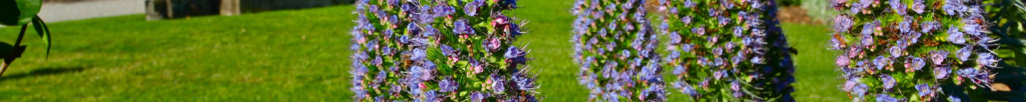 Flowers in a council garden