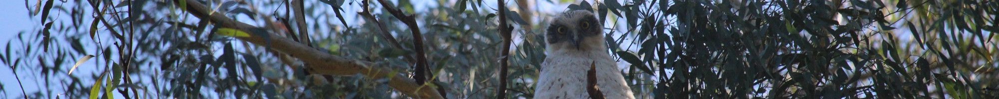 Powerful Owl Juvenile