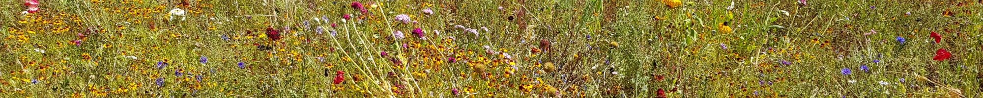 Wildflowers