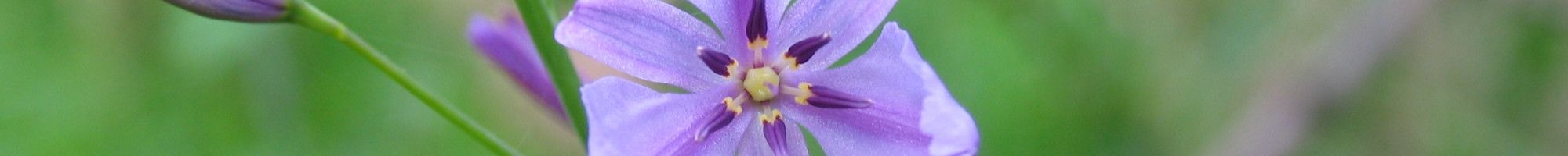 purple flower