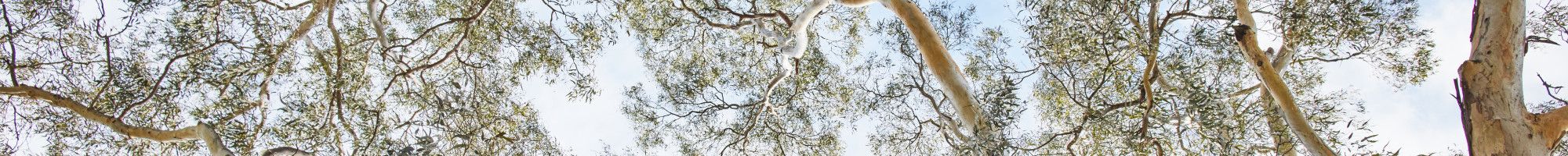 trees