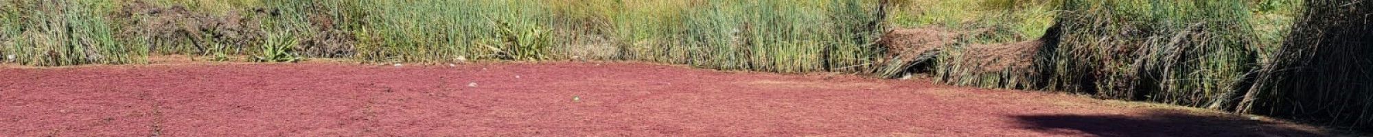 azolla on wetlands
