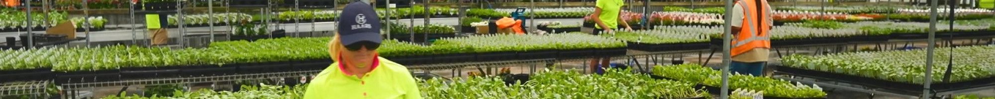 image of plants in green house