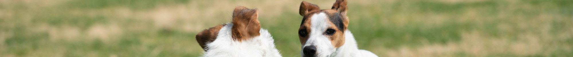 Two little white dogs with brown ears play on the grass